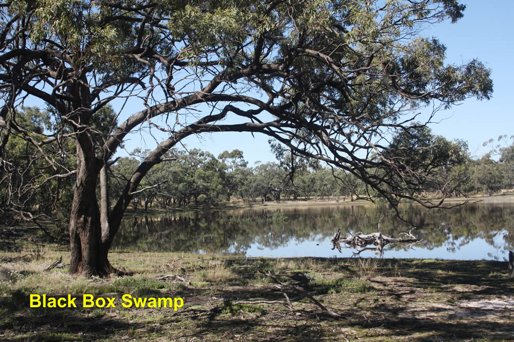 Black Box Swamp