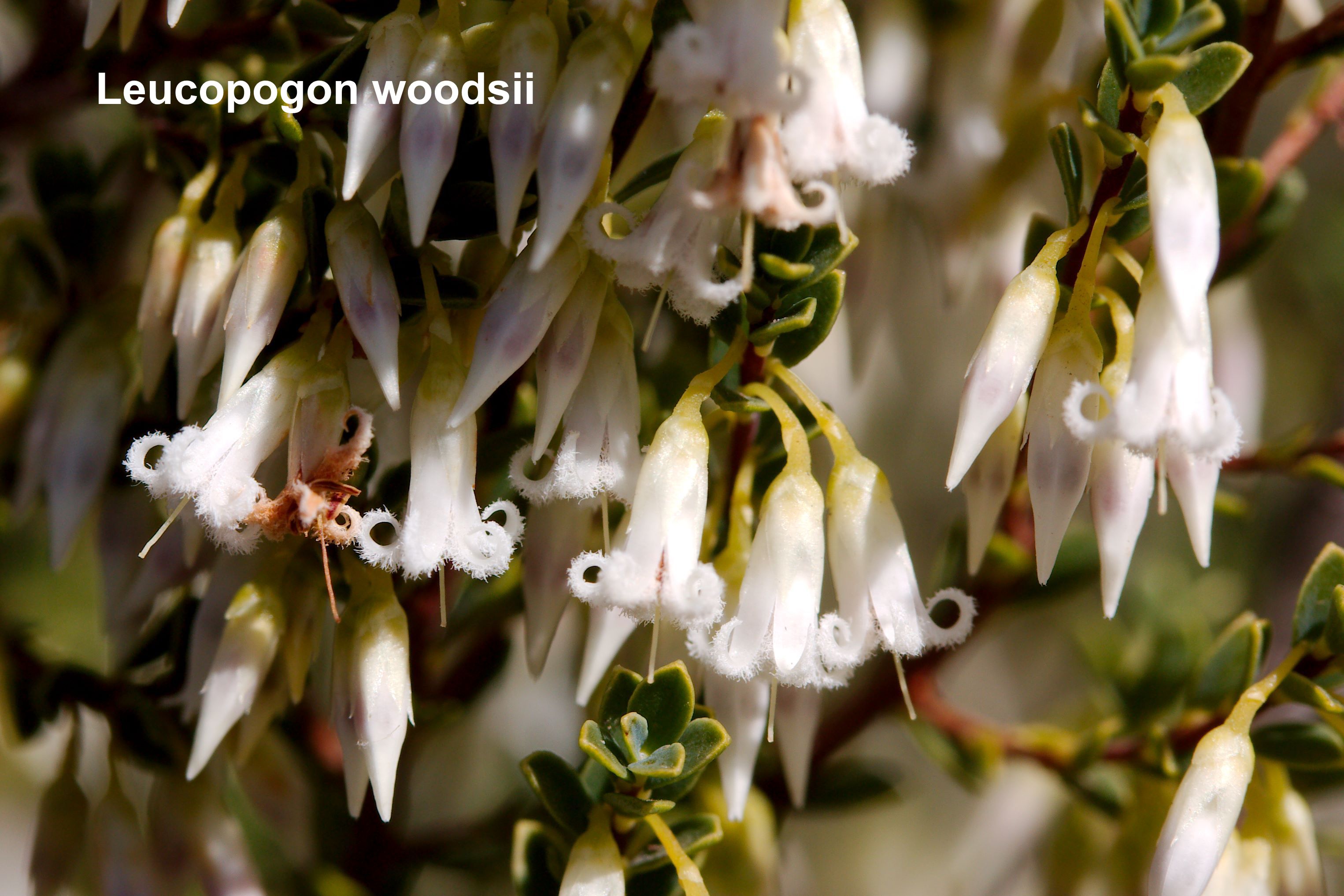 Leucopogon woodsii